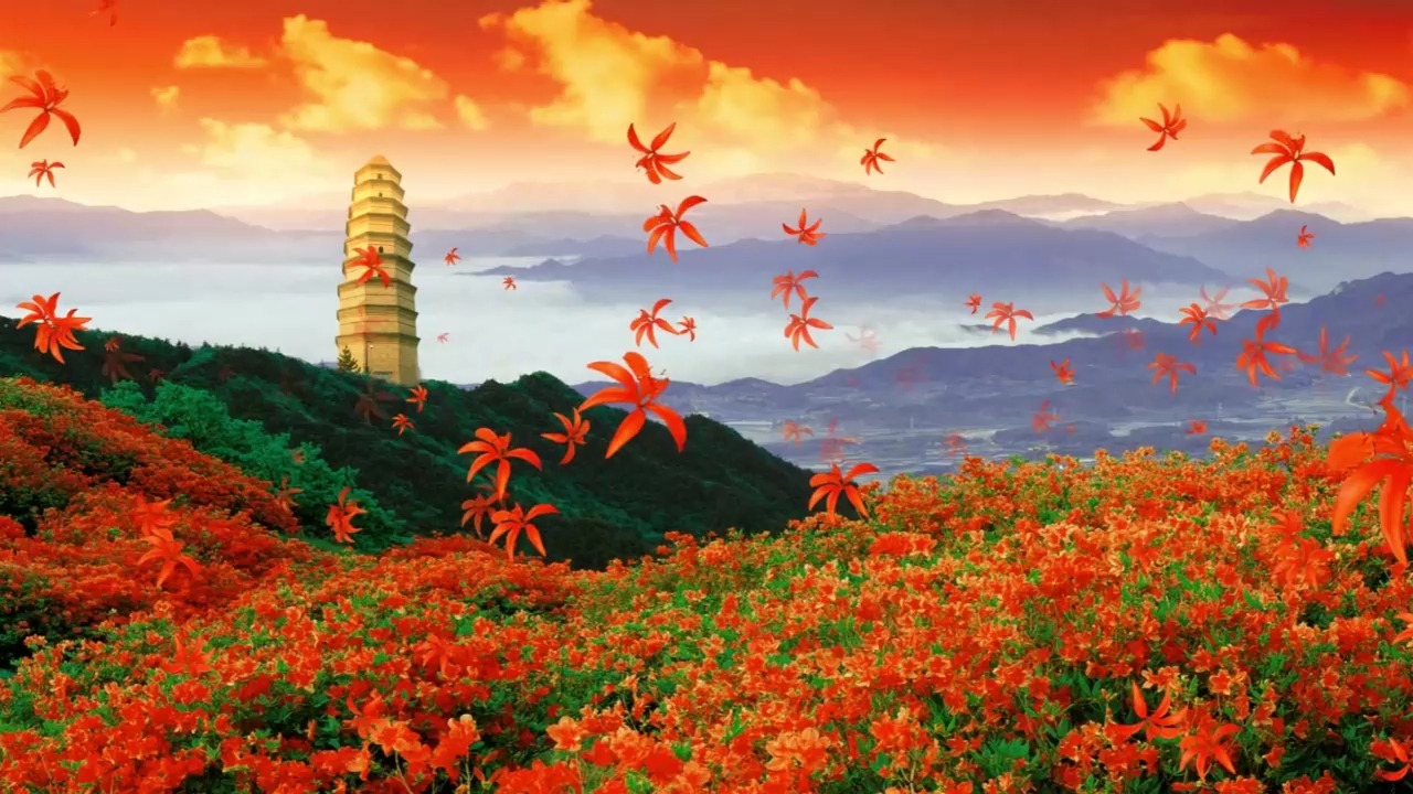 视频素材丨山丹丹开花红艳艳