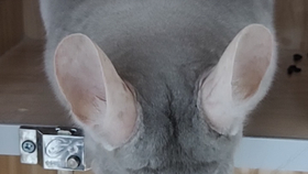 2c8c0ae318af74ff5a8a175b975dd1af6776fa79.png@280w_158h_1c_100q.jpg