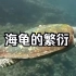 海龟的繁衍 保护海洋 保护海龟 纪录片 机器翻译繁体字幕