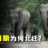 【科普观】动物为什么会迁徙？15头云南大象北迁，到底又是因为什么？
