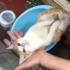 一位老哥用只小猫咪示范如何给婴儿洗澡