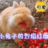 小兔子的烈焰红唇  趣味搞笑集锦0022