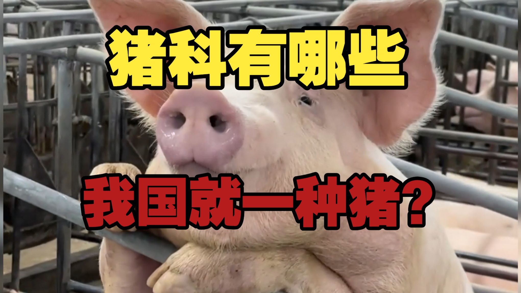 猪科有哪些？我国就一种猪？