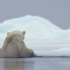海豹就像跟大熊猫一样得色地躺在浮冰上悠看着天空，下一秒就被北极熊追的狼狈逃窜了