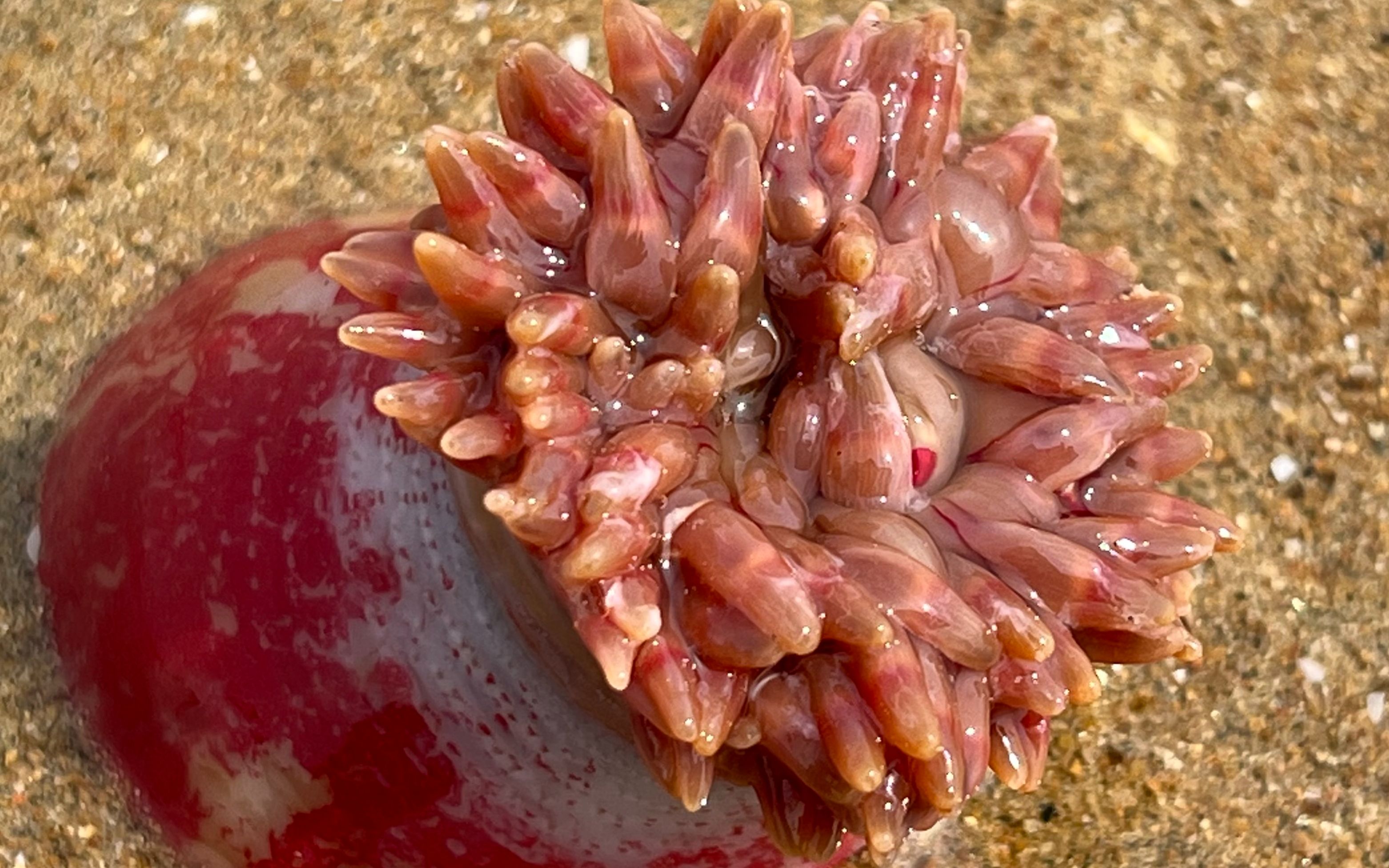 大海退潮后，大庆赶海发现正在开花的红色海葵，好像一块石头