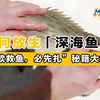 震惊！深海鱼在被放生前竟被人类用针扎？😱 | 秒懂海洋