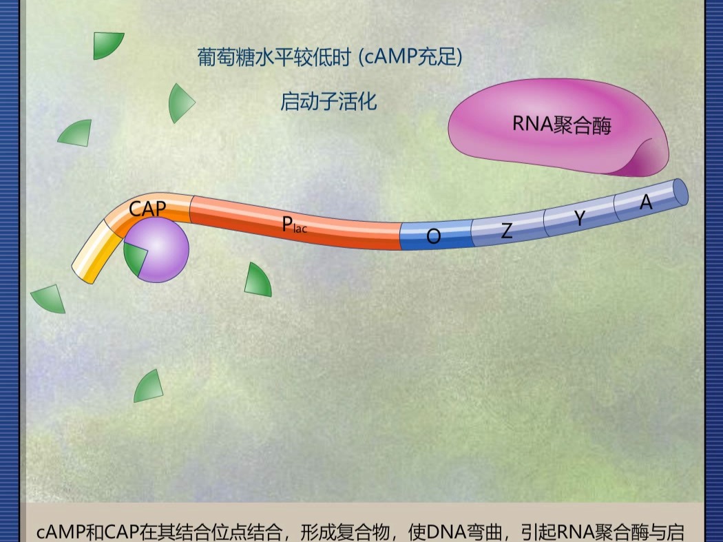 乳糖操纵子的开关组合机制