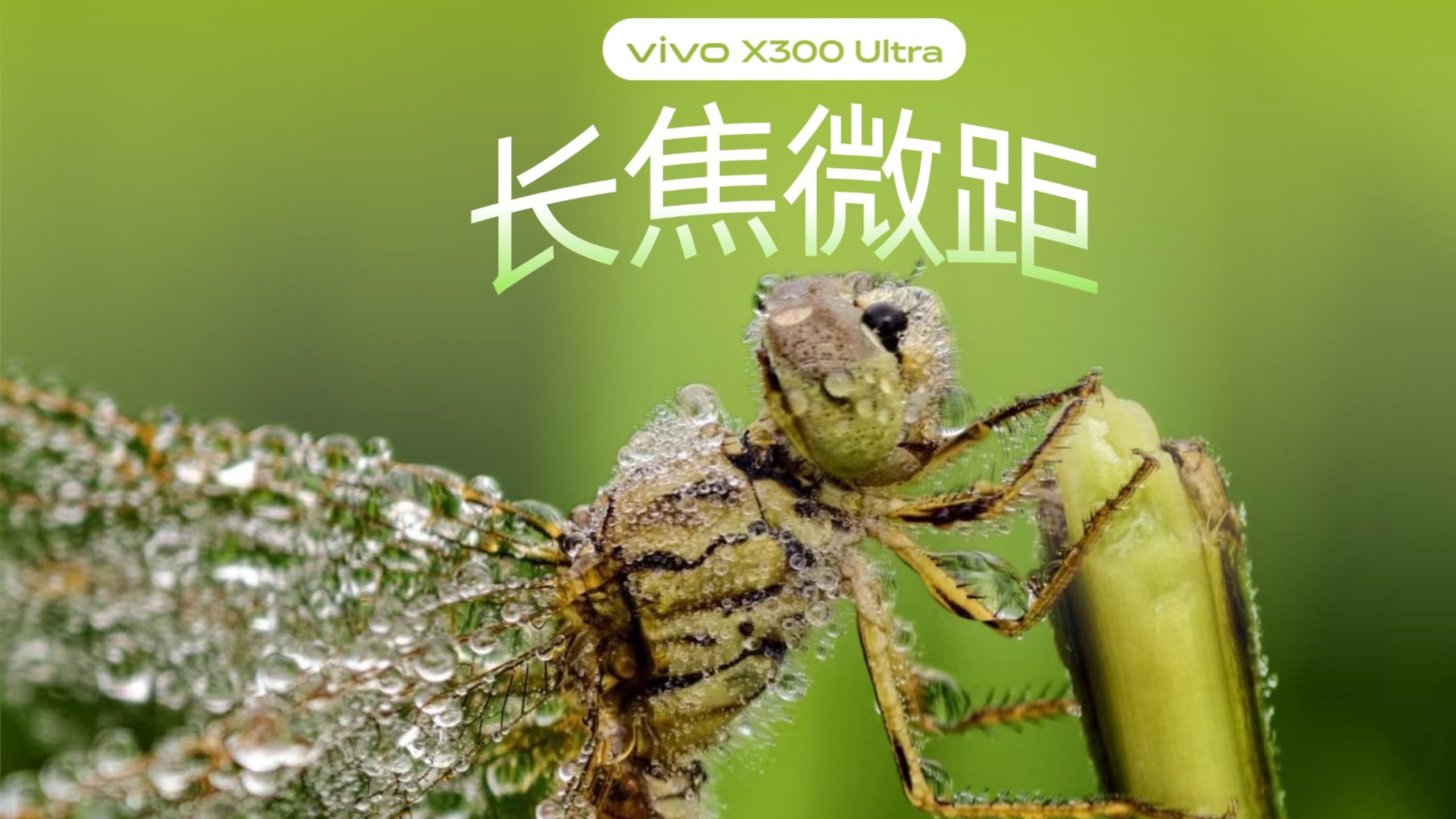 vivo X300 Ultra微距直拍|解锁蜻蜓羽翼满分细节