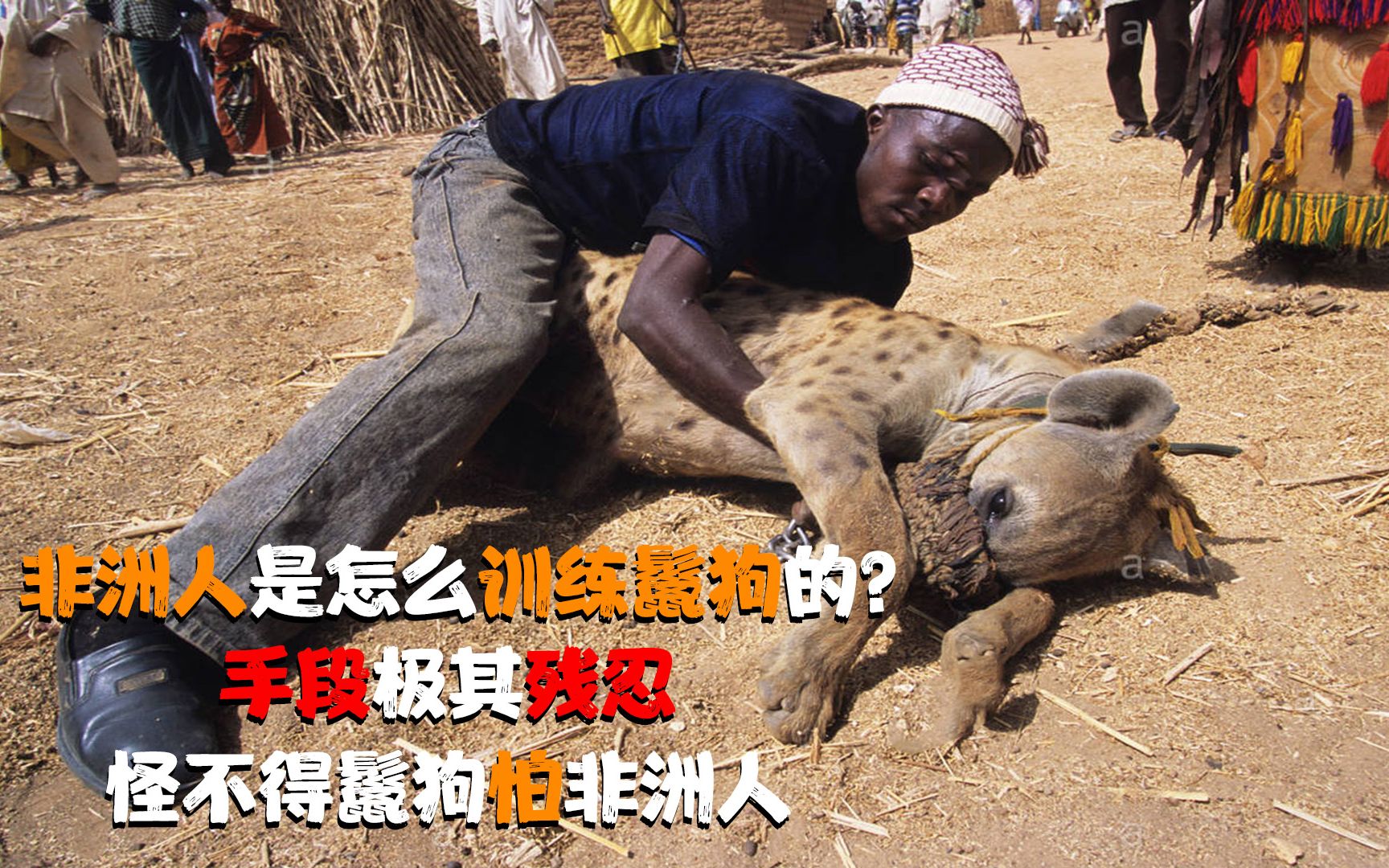 非洲人是怎么训练鬣狗的？比驯狮还残忍，怪不得鬣狗都怕非洲人