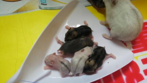 鼠什么时候生孩子最合适 2d15b86a2f4c86fd59cda9b42a48bc1796d40639.jpg@480w_270h_1c