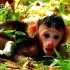 从出生开始一口母乳都没有喝到给小猴饿一个劲舔自己的嘴巴，然后用祈求的目光看着自己的妈妈，希望母猴把自己抱起来