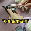 给小花龟洗澡