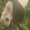 都江堰首次拍到野生大熊猫带娃散步 网友：全国统一带娃模式