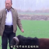 云南铅矿惊现怪羊，全身骨头发黑，却引外乡人高价求购