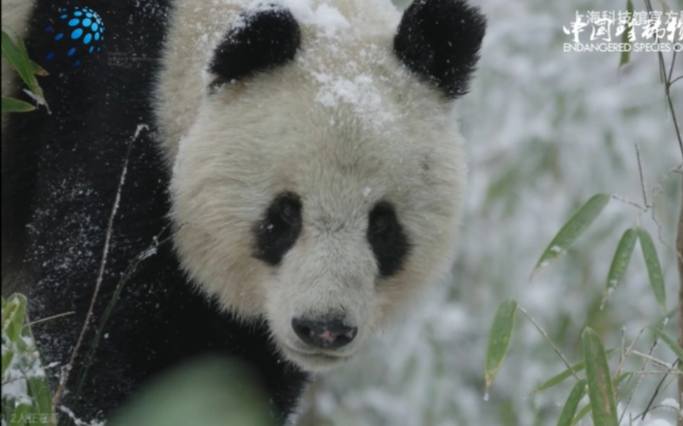 大熊猫｜生于华夏，800万年