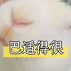 给兔梳毛？别想！这只兔只想享受～|萌兔日常