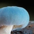 【治愈】蘑菇的小世界