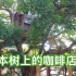 日本树上的咖啡店【SAKURA&YURI 闹】