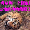 把老虎放到陌生环境，当地动物的反应，最后却成了悲剧
