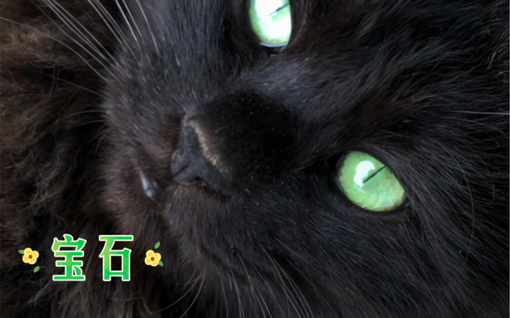 黑猫宝石绿眼睛纯享版