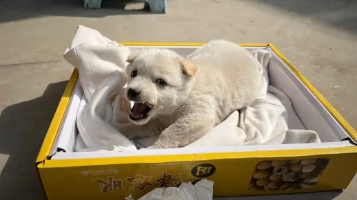 新年新成员 小狗年糕