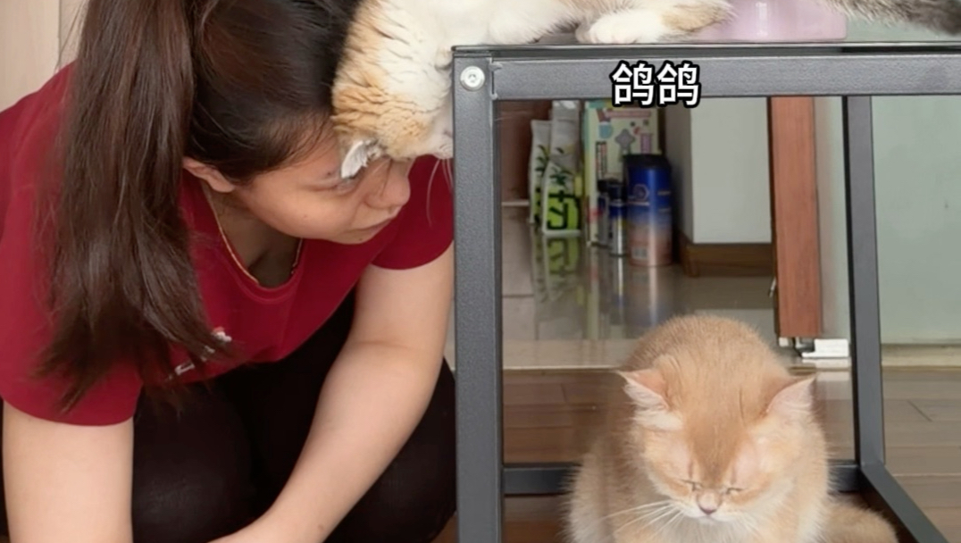救命！这饕餮怎么变大这么多