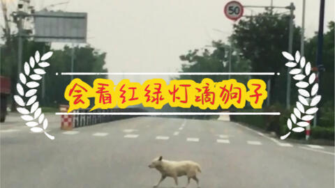 狗为啥会看红绿灯 2d9d958b0ad66e16ec2791f3208f2f3d6cac4c2e.jpg@480w_270h_1c