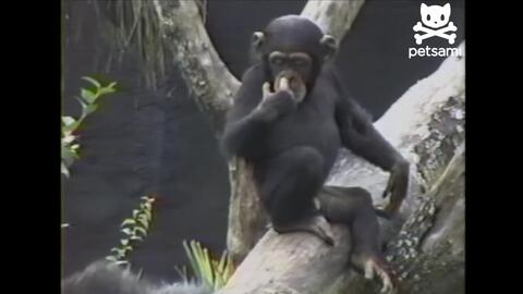 油管视频必须是原创吗 2dac4144cf1cc2f02bbc915881551fc5de75825b.jpg@480w_270h_1c