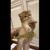 教小奶猫如何上厕所