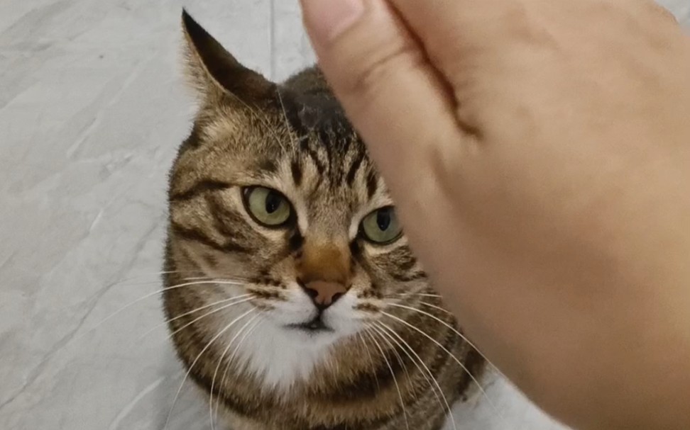 当你把手伸向你的猫，却不摸它！