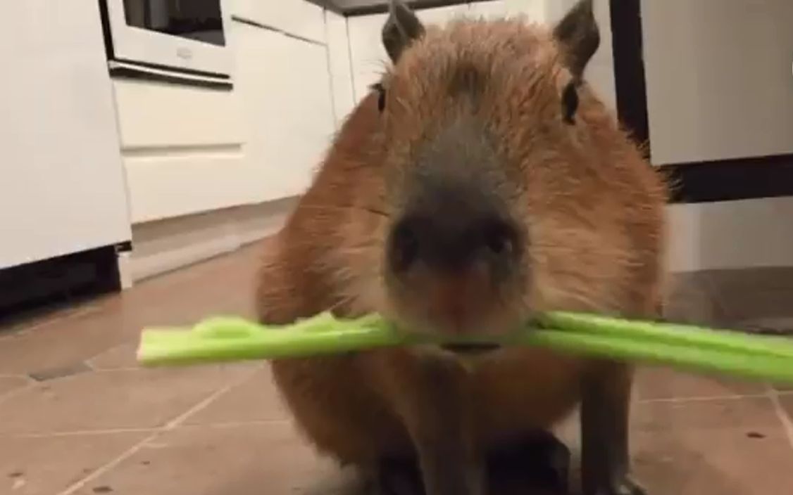 水豚_标签详情_bilibili_哔哩哔哩弹幕视频网