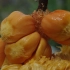 【水果猎人】一个视频教你成为菠萝蜜达人！