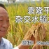 英文版 袁隆平 杂交水稻之父
