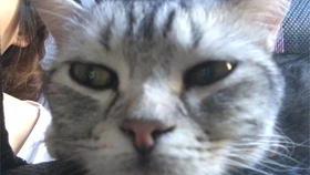 2dd9eff0df30ef6e12bfe71b3aaf853691590748.jpg@280w_158h_1c_100q.jpg