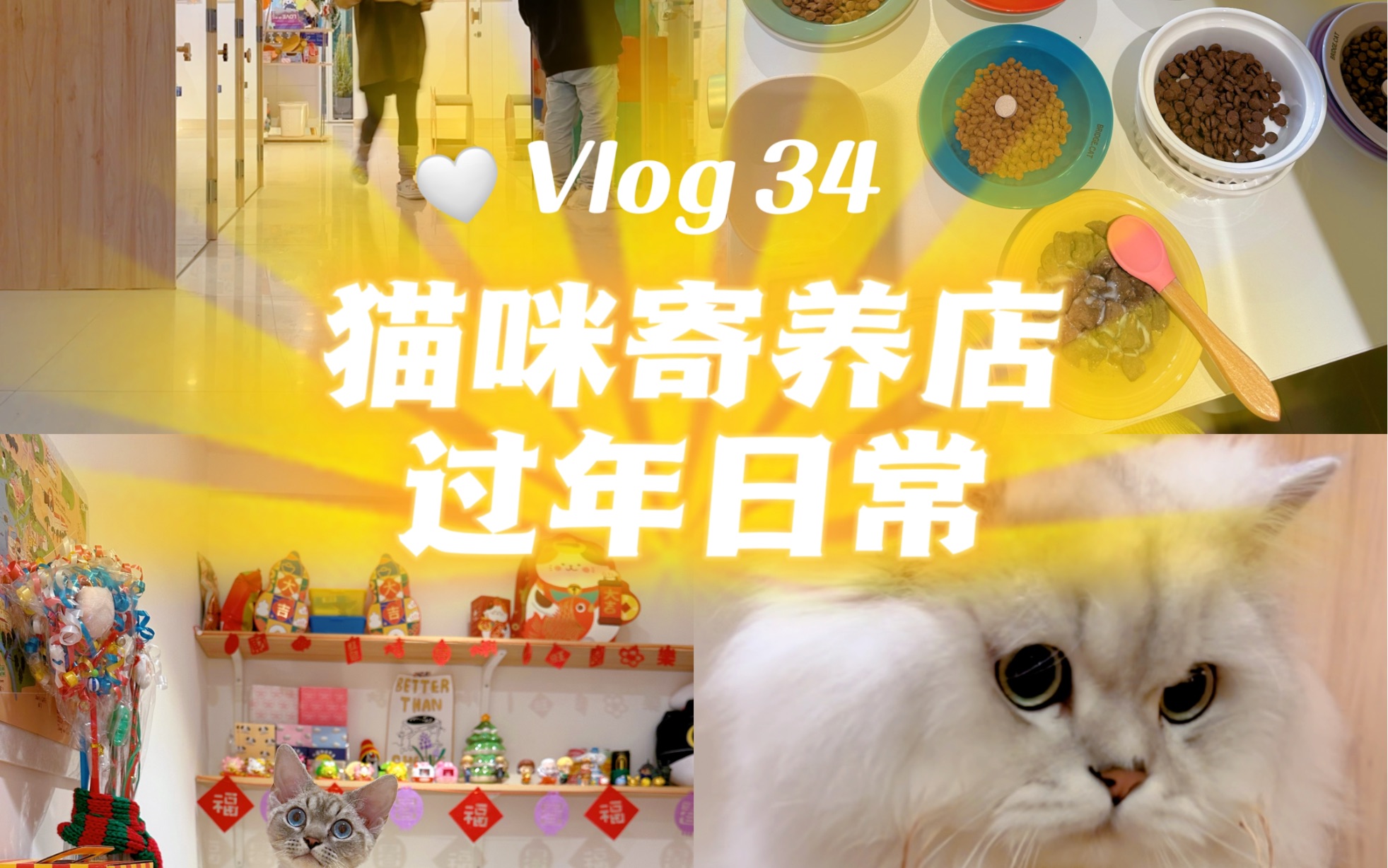 猫咪寄养店过年日常 Vlog 34