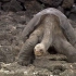 【动物王国】加拉帕戈象龟（1080p）
