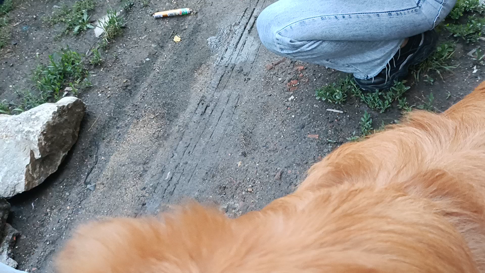 益母草玉米草灯笼草黄木草地母草野麻艾草鸡母草鸭母草野芝麻