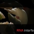 【生物化学】RNA干扰的机理 双语字幕版（RNA interference (RNAi)  by Nature Vide