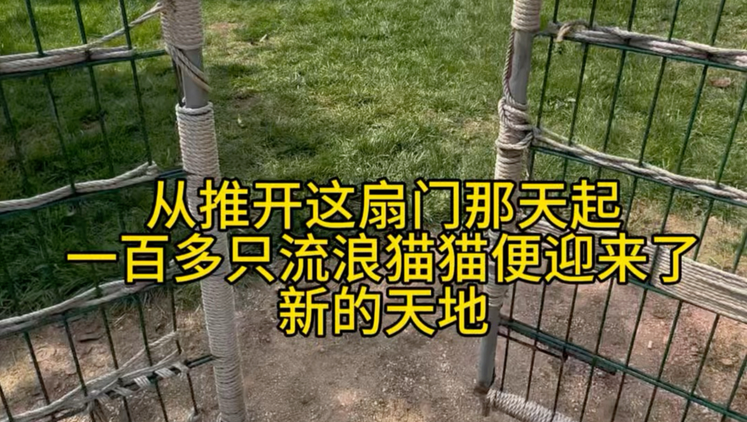 从一年多前推开门的这天起，猫猫们便迎来了新的天地。