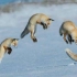 狐狸腾空跳起一头扎进雪地，只漏出下半身，最后才明白它在干啥