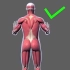 健身新手(3D肌肉图解)常见错误动作：①保证训练不受伤，②有效锻炼目标肌肉