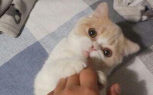 2e1b7e4f42b5a9c2e775cbec3b38285e46c2e630.jpg@480w_270h_1c