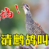 16种鹧鸪叫声，中华鹧鸪的叫声最动听