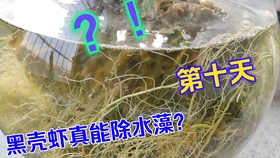 2e276a92969a5ad8115cef849b6b32363bff60cf.jpg@280w_158h_1c_100q.jpg