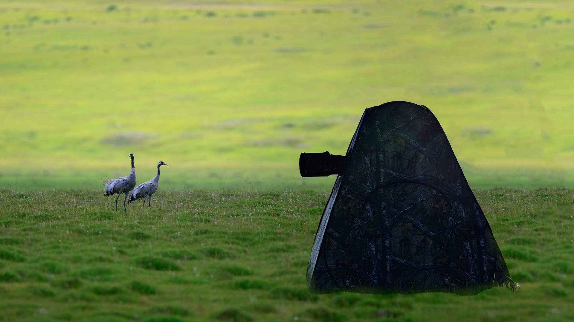 候鸟驿站｜湿地鸟类观察记