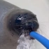 海豹版~哺乳动物潜水反射训练~其实是喝水啦