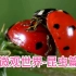（1080P高清纪录片）微观世界-昆虫篇