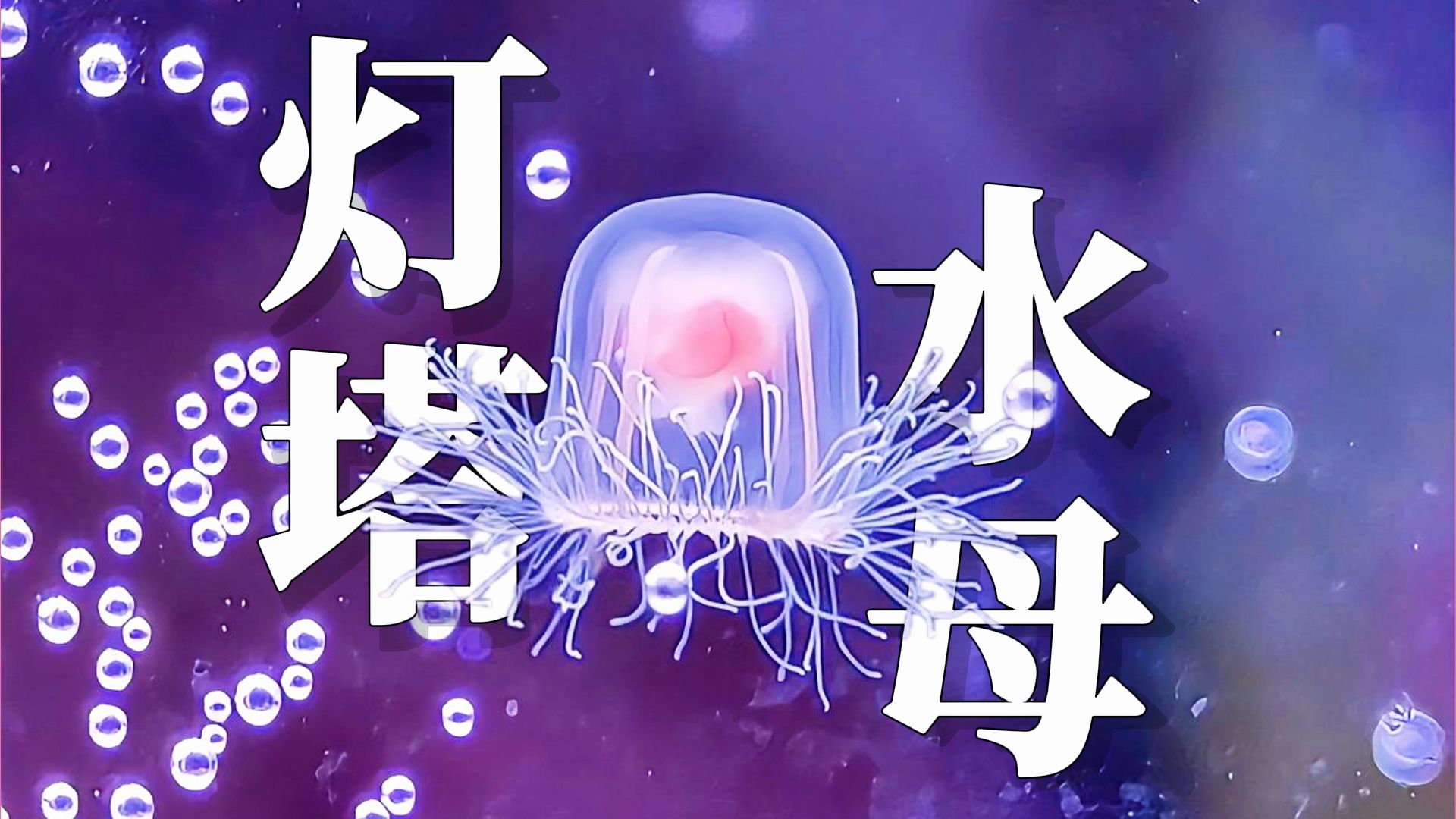 【灯塔水母】后来才知道，困住我的从来不是时间，是轮回。