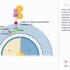 【抑癌基因P53】P53 animation - tumor supressor gene animation