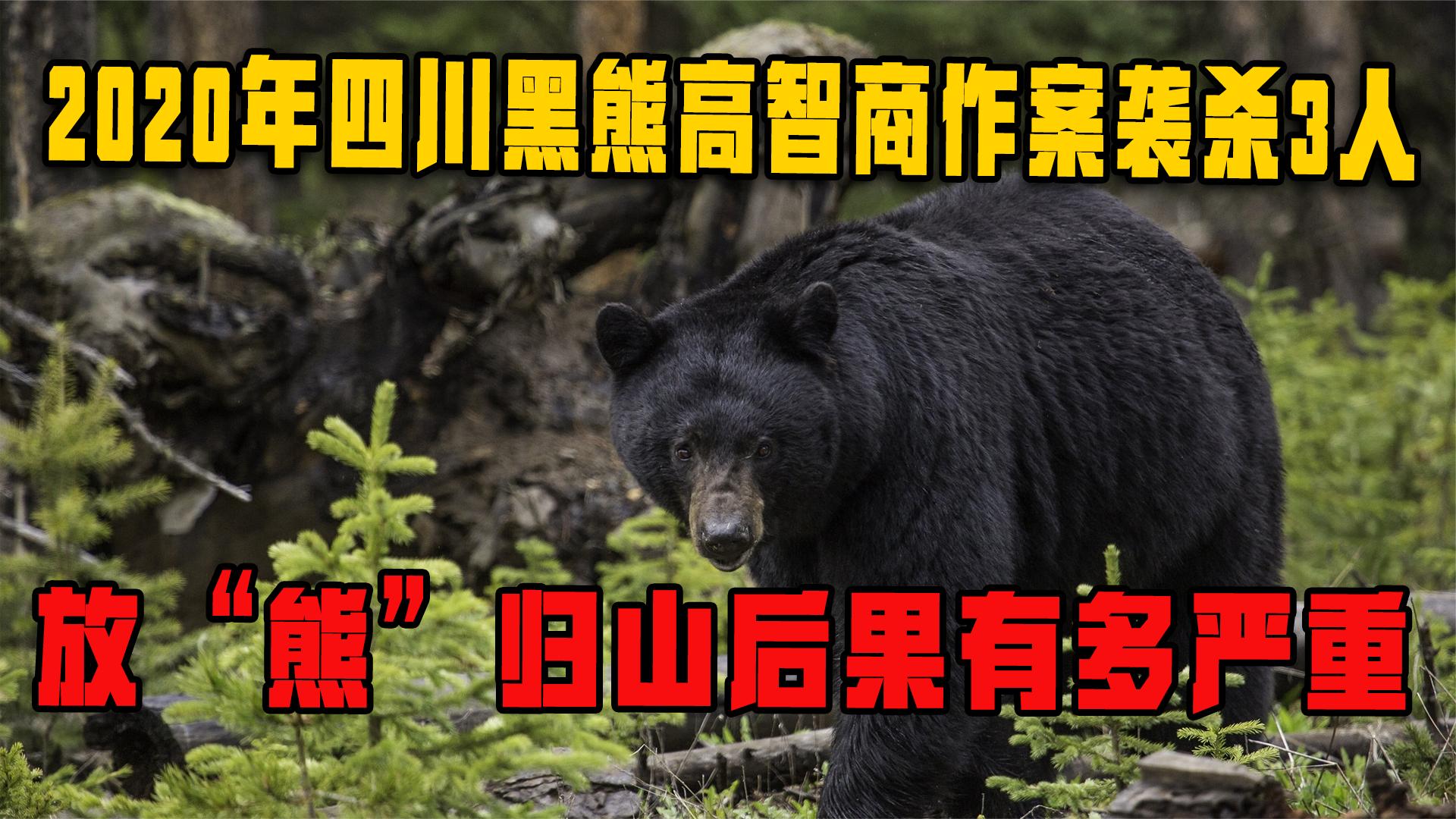 2020年，四川黑熊高智商作案袭杀3人，放“熊”归山后果有多严重